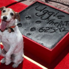 Superstar Uggie leaves his pawtograph at Grumman's Chinese Theater, Los Angeles