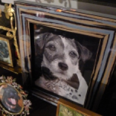 Uggie holds a place of honor among other portraits of our canine family members