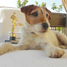 Hollywood star Uggie relaxes in luxury at a poolside cabana